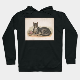 Cattus Domesticus. Vintage print edited for maximum sass. Hoodie